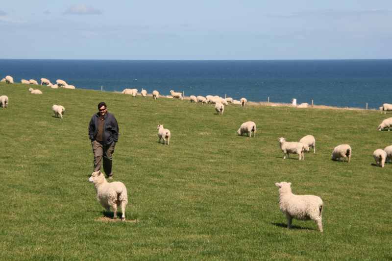 Nieuw-Zeeland 2011 - 1797